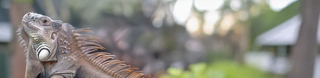 Best Air Rifle for Iguanas